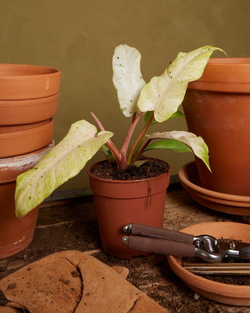Philodendron Filodendro Snowdrift
