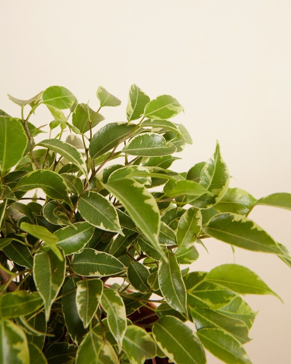 Ficus Weeping Fig Benjamina
