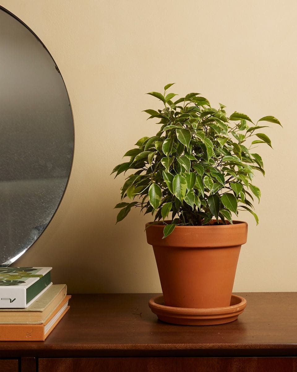 Ficus Weeping Fig Benjamina