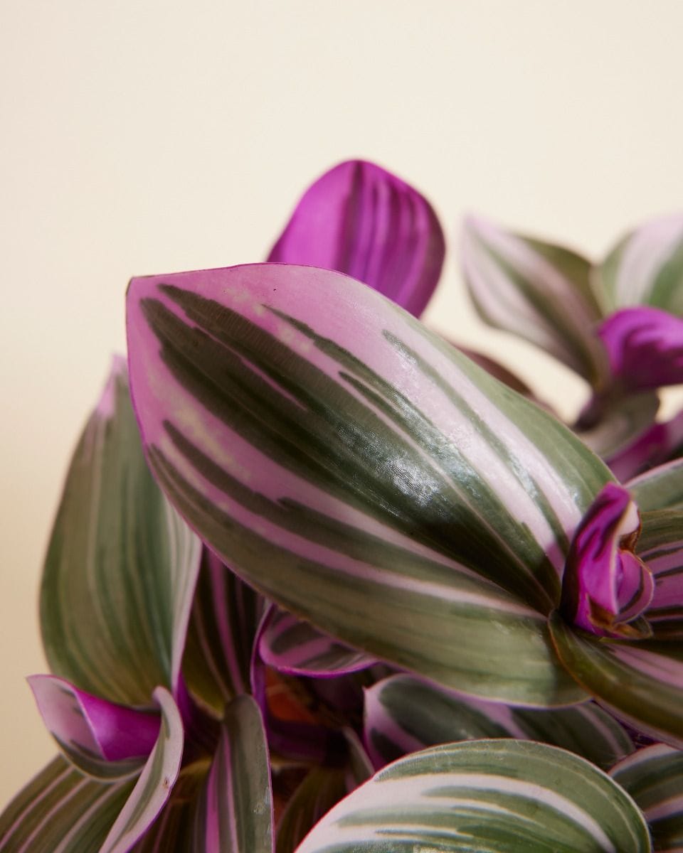 Tradescantia Fantasy Venice Nanouk