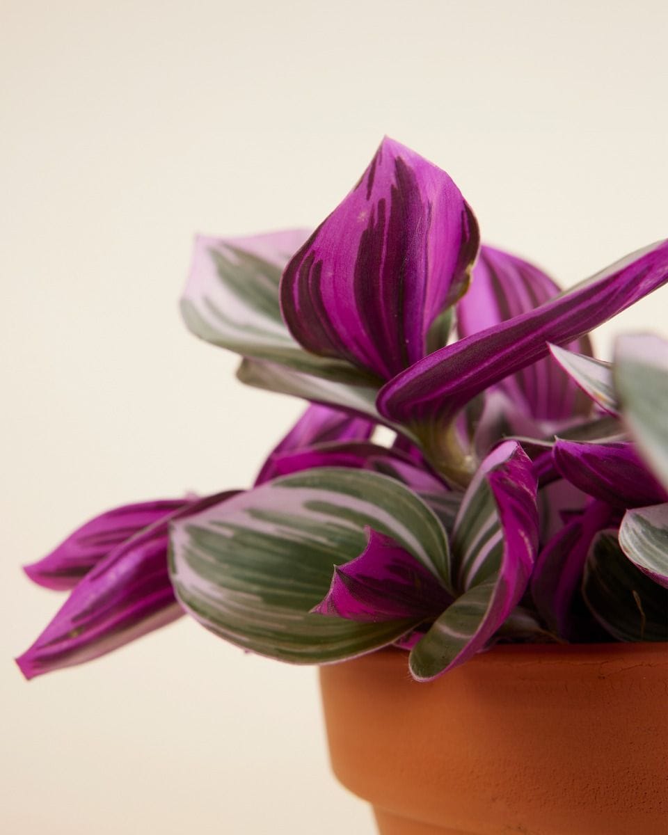 Tradescantia Fantasy Venice Nanouk