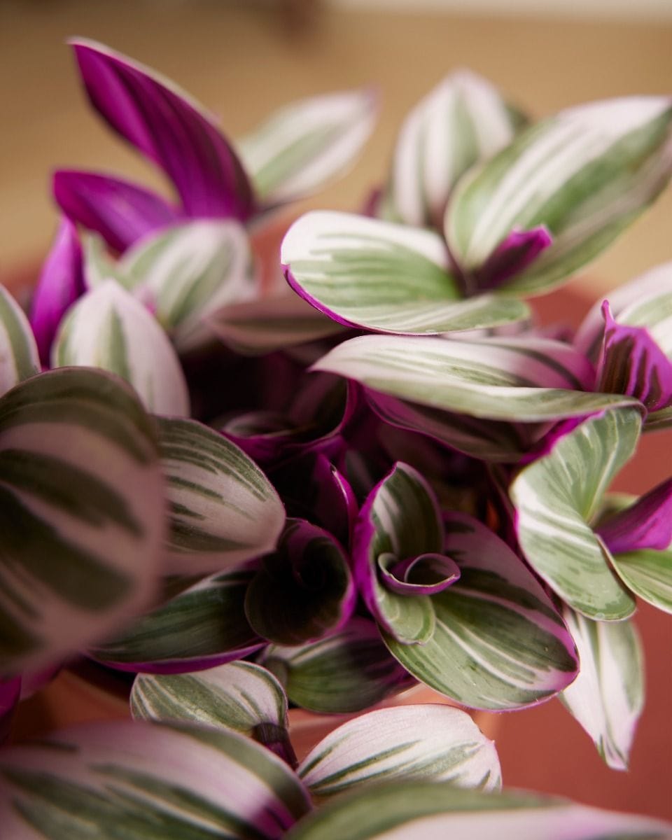 Tradescantia Fantasy Venice Nanouk