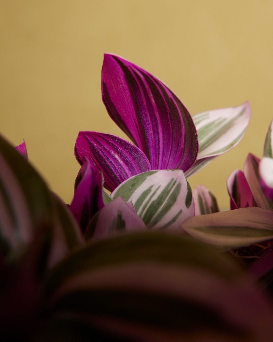 Tradescantia Fantasy Venice Nanouk