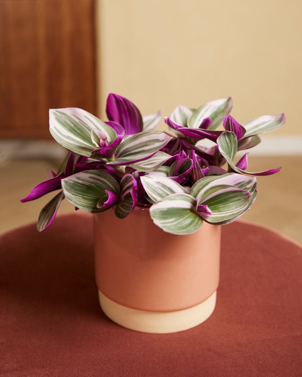 Tradescantia Fantasy Venice Nanouk