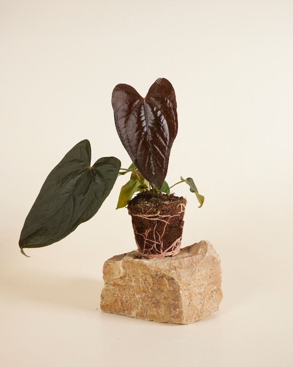 Anthurium Flamingo flowers Queen of Hearts