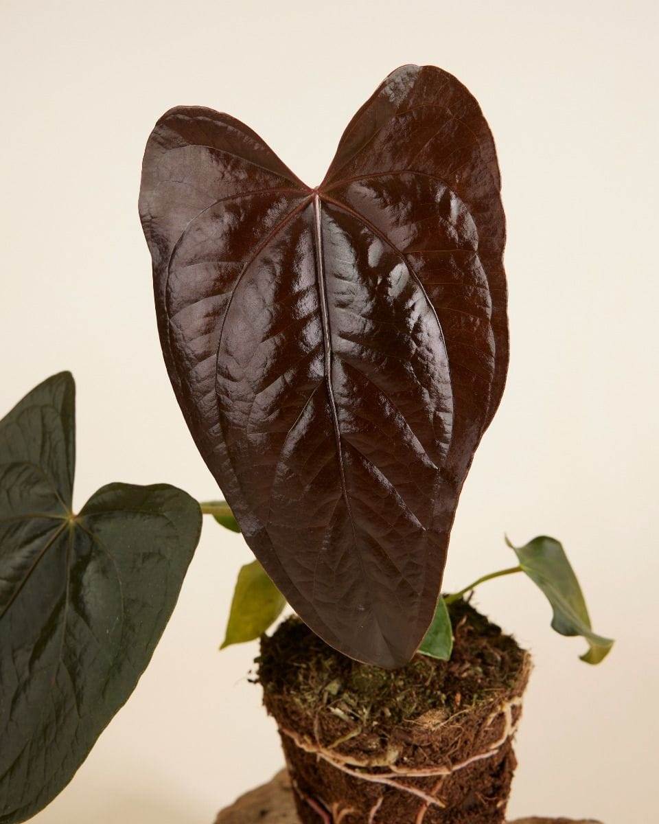Anthurium Flamingo flowers Queen of Hearts