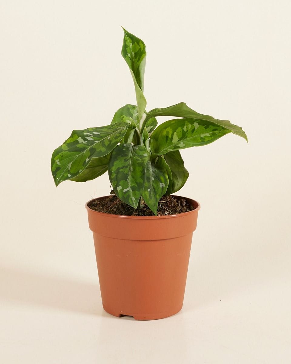 Aglaonema Chinese Evergreen Tricolor