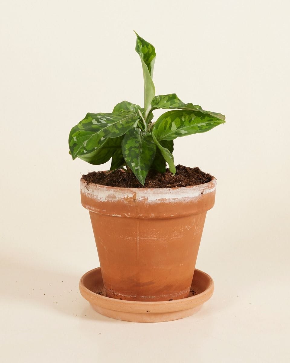 Aglaonema Chinese Evergreen Tricolor