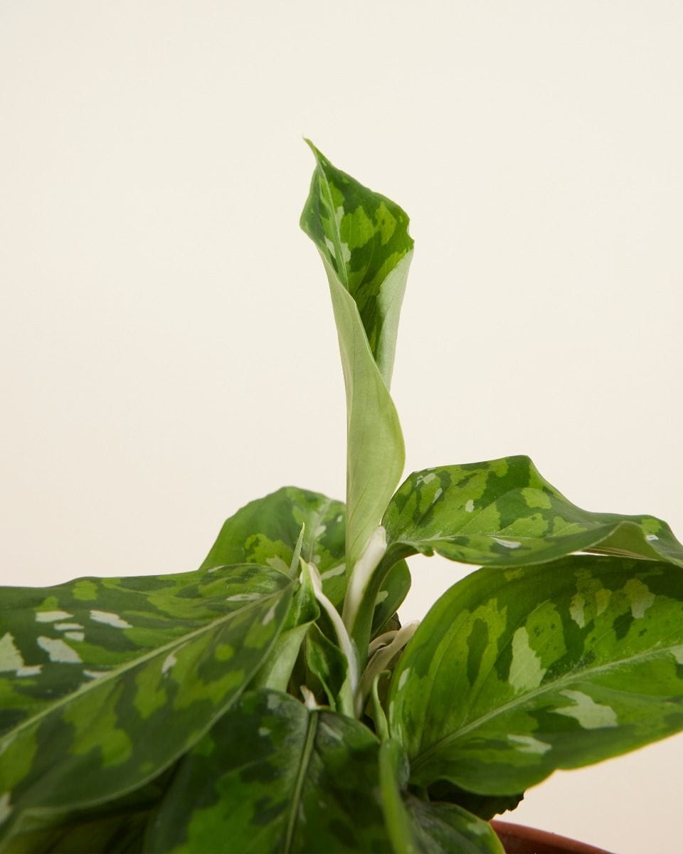 Aglaonema Chinese Evergreen Tricolor