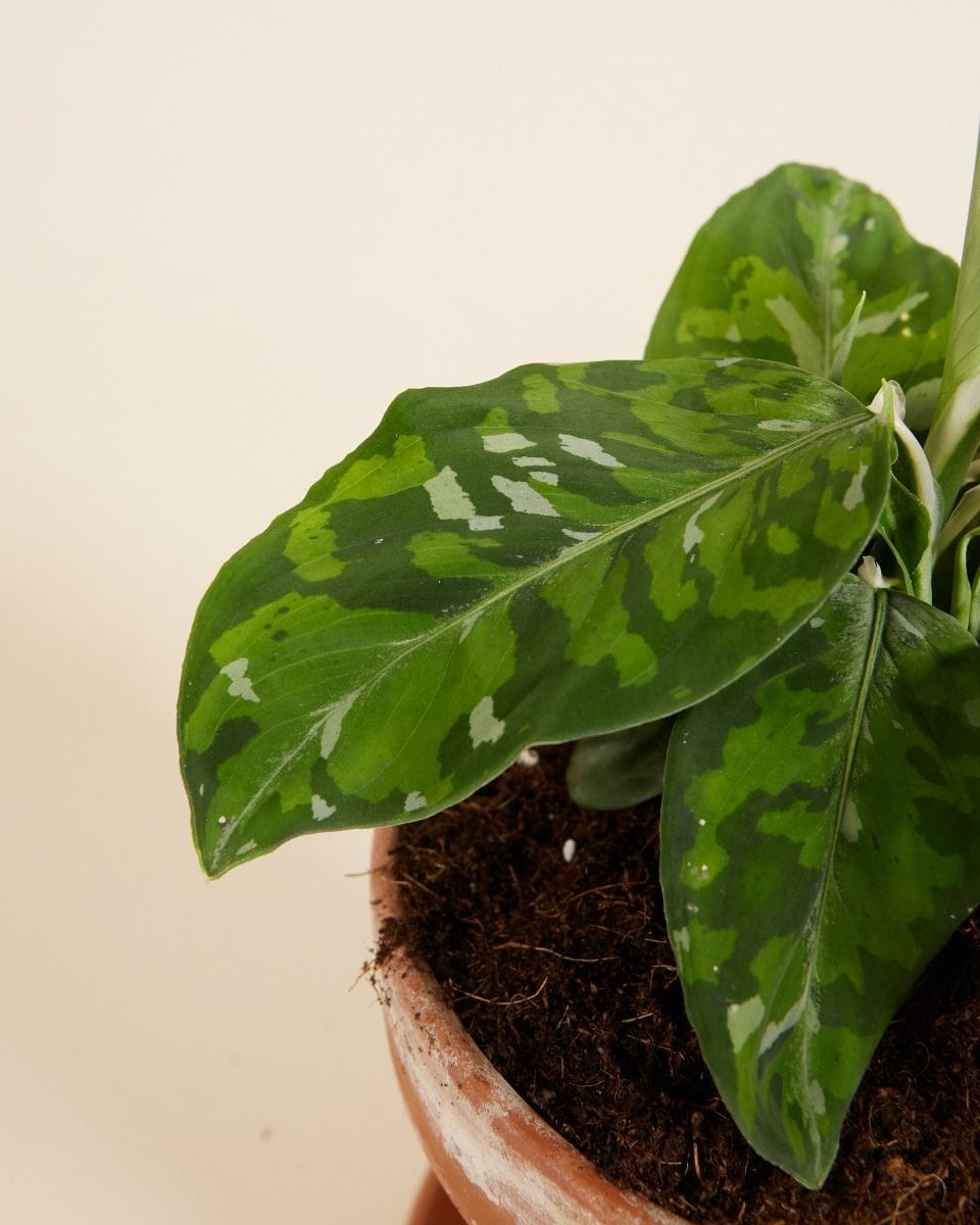 Aglaonema Chinese Evergreen Tricolor
