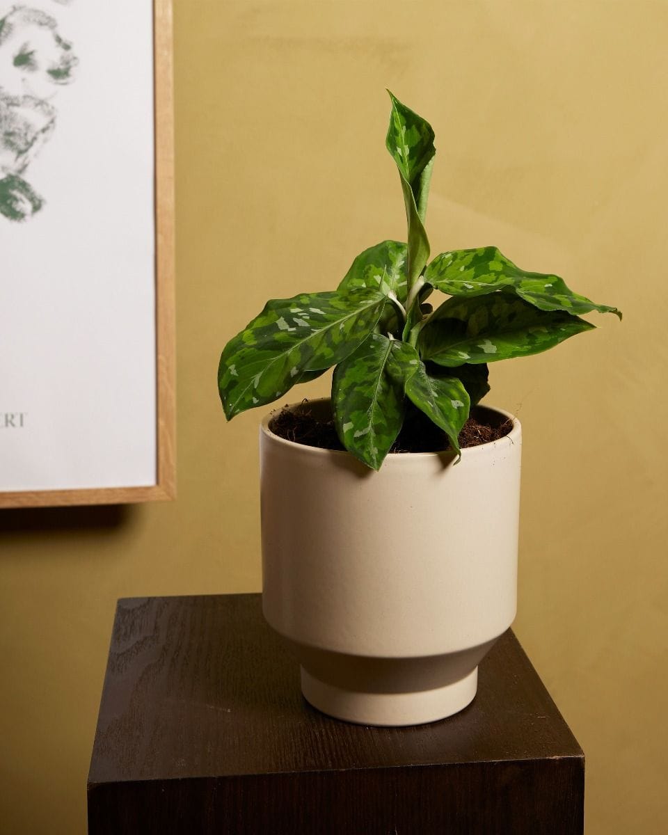 Aglaonema Chinese Evergreen Tricolor