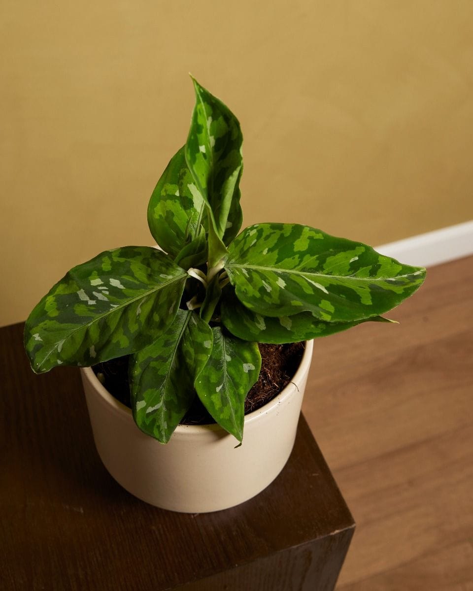 Aglaonema Chinese Evergreen Tricolor