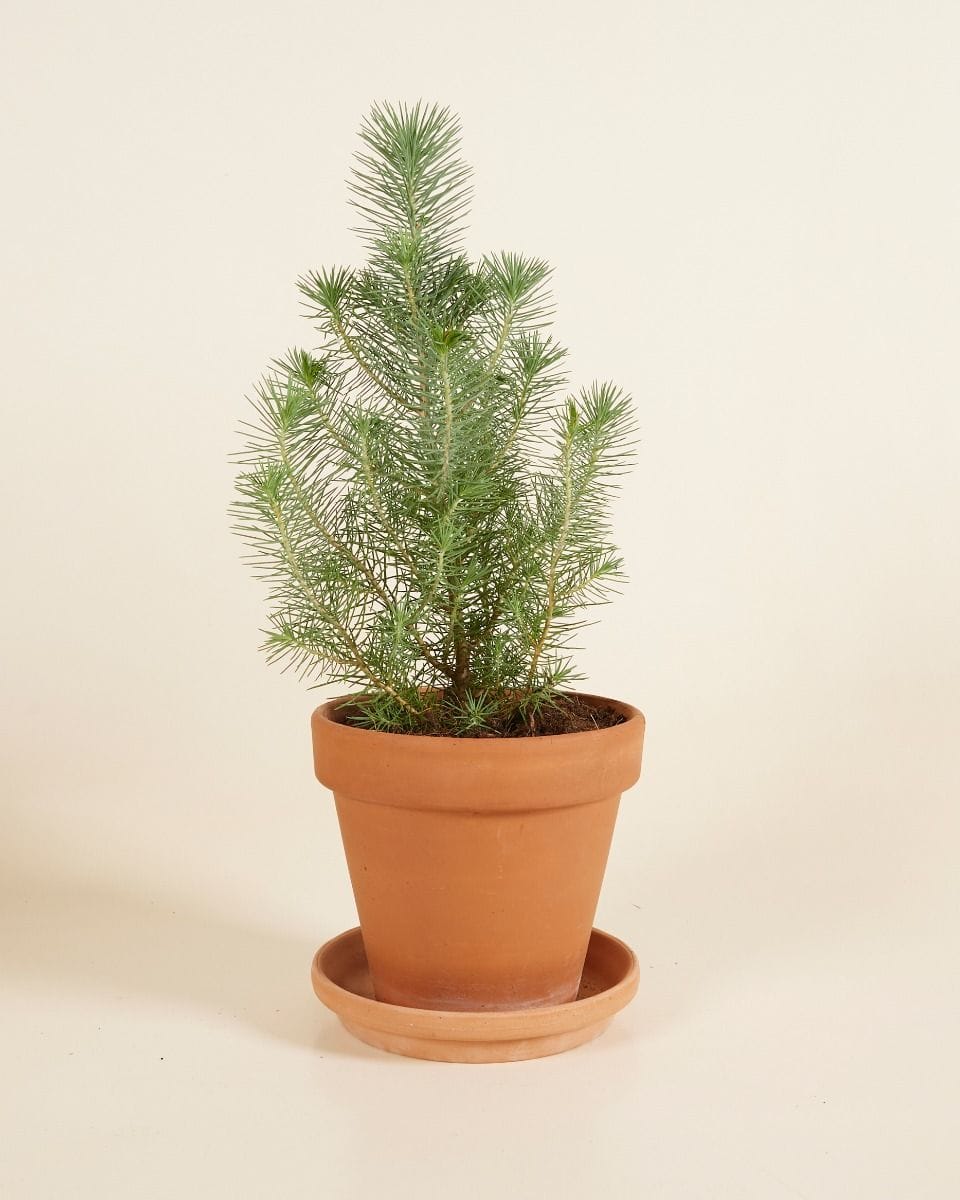 Pinus Pinea Silver Crest