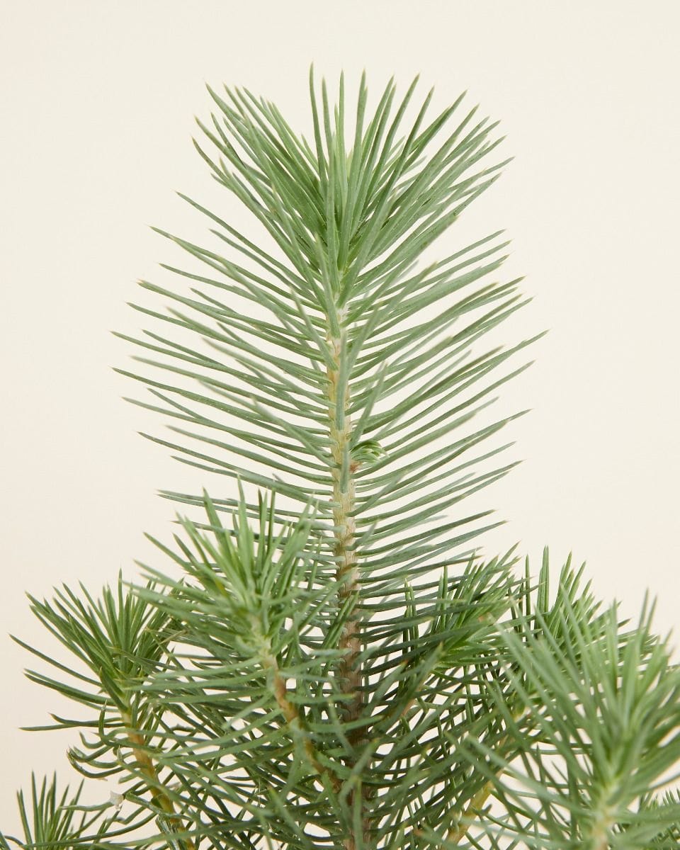Pinus Pinea Silver Crest