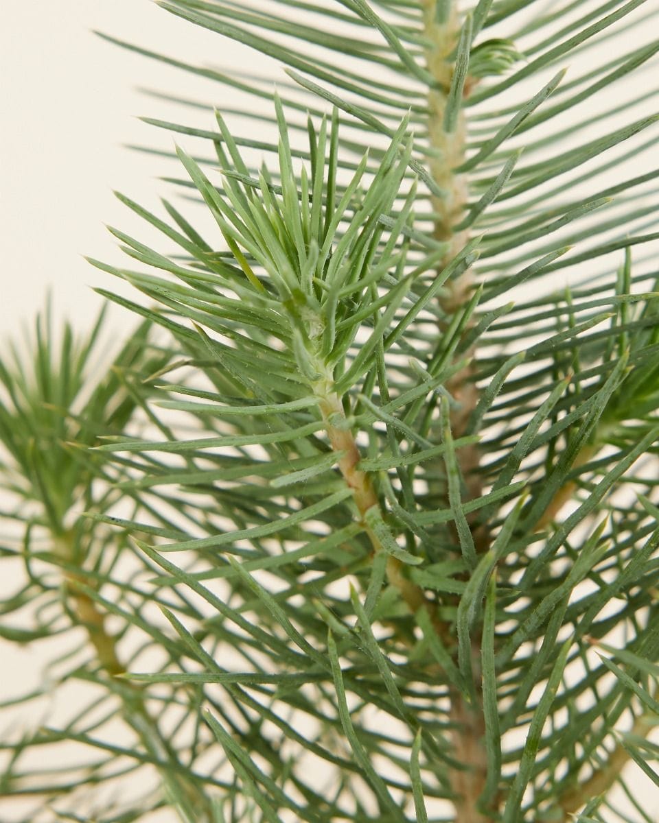 Pinus Pinea Silver Crest