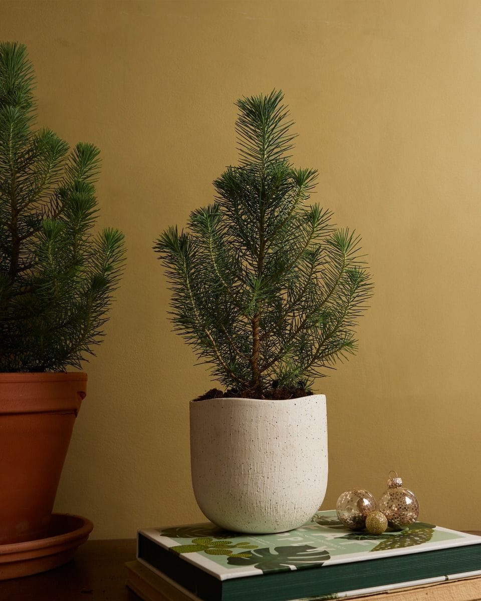 Pinus Pinea Silver Crest