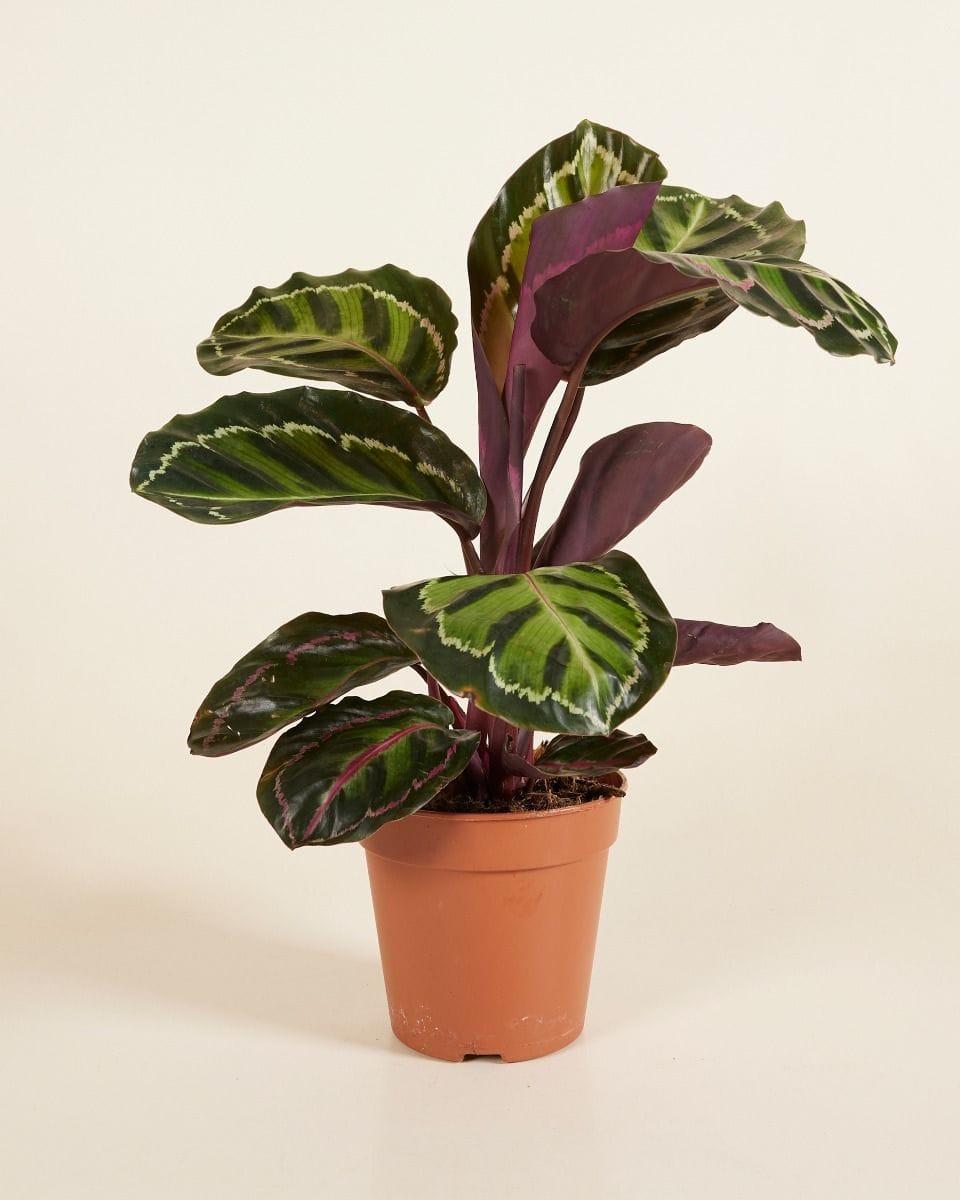 Calathea Prayer Plant Roseopicta