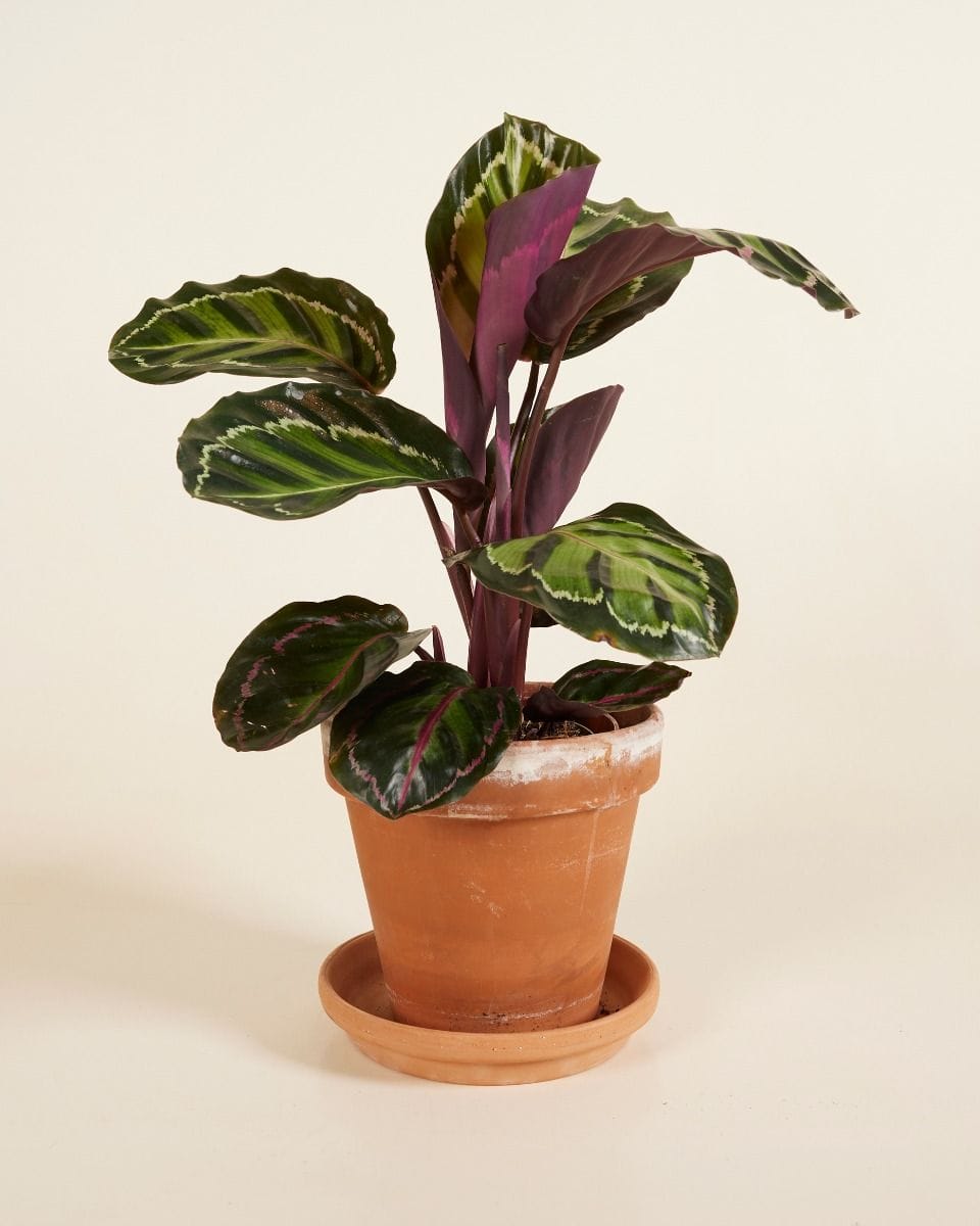 Calathea Prayer Plant Roseopicta