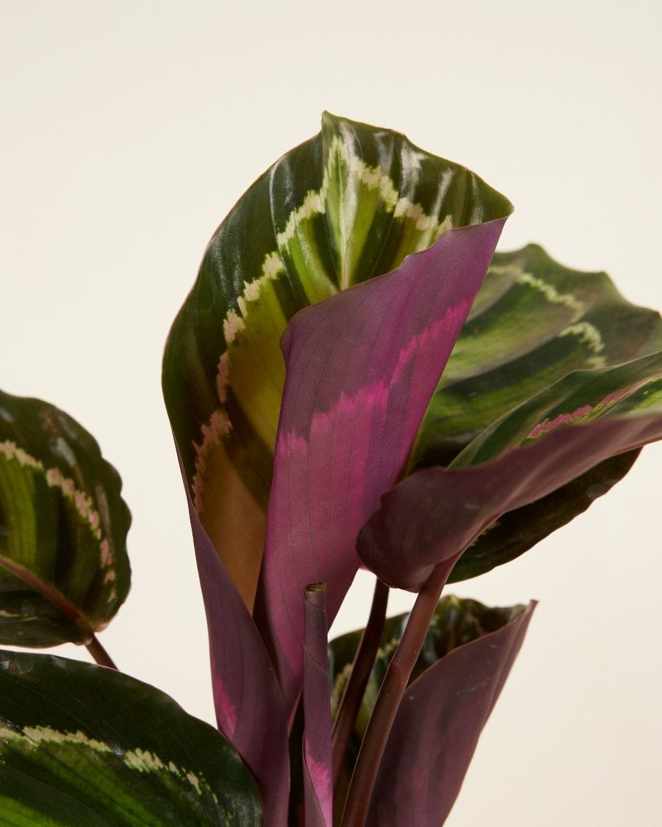 Calathea Prayer Plant Roseopicta