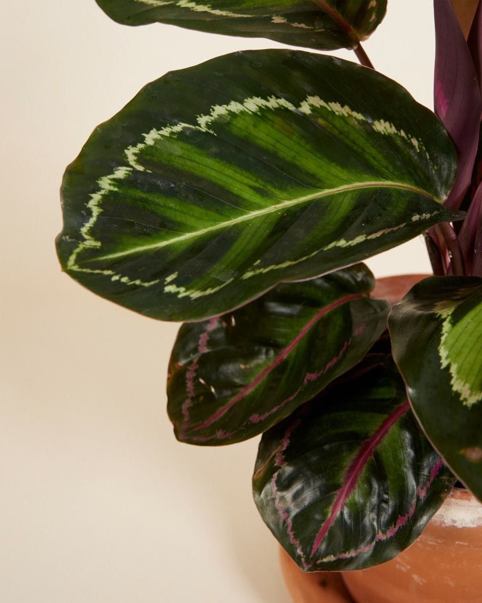 Calathea Prayer Plant Roseopicta