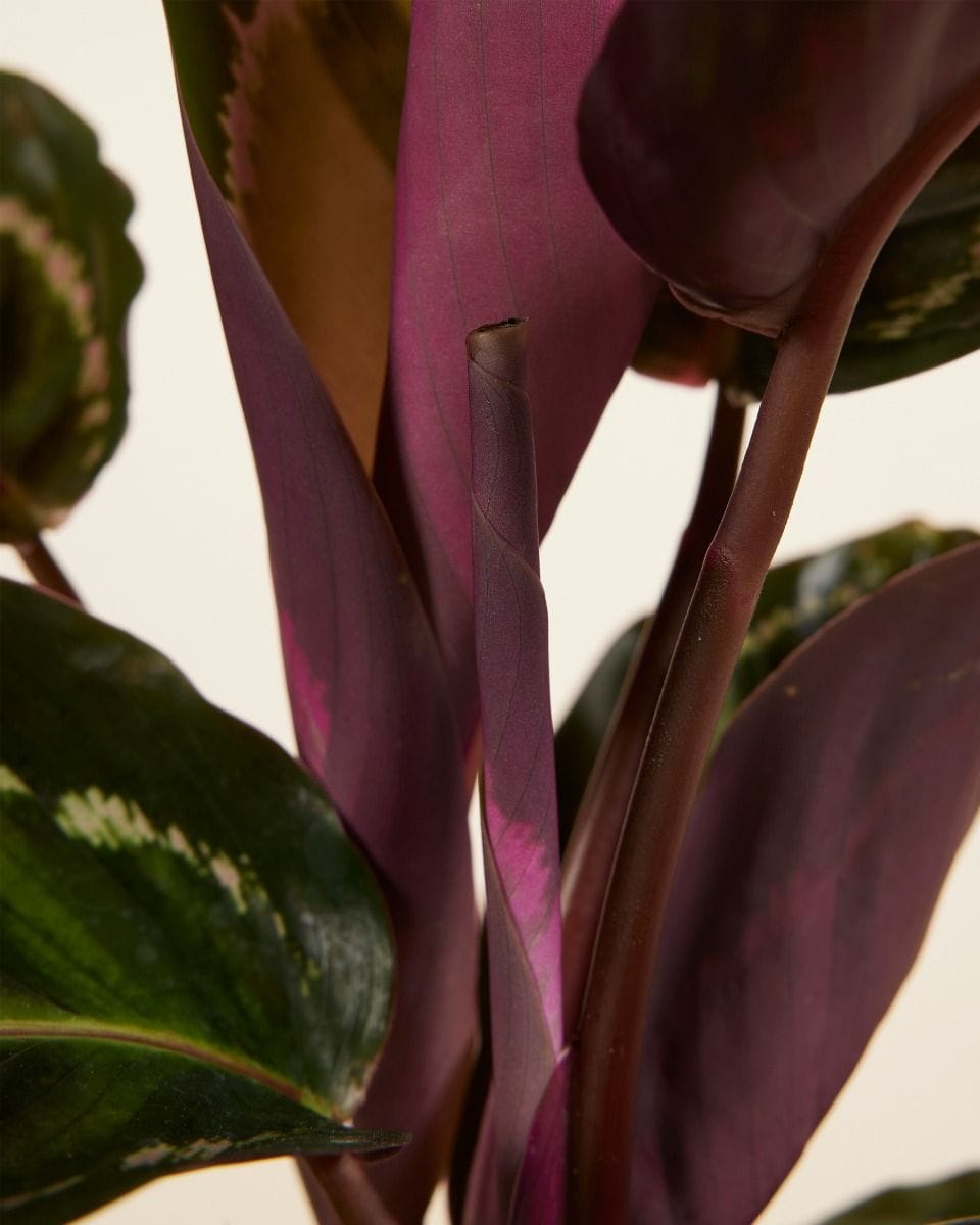 Calathea Prayer Plant Roseopicta