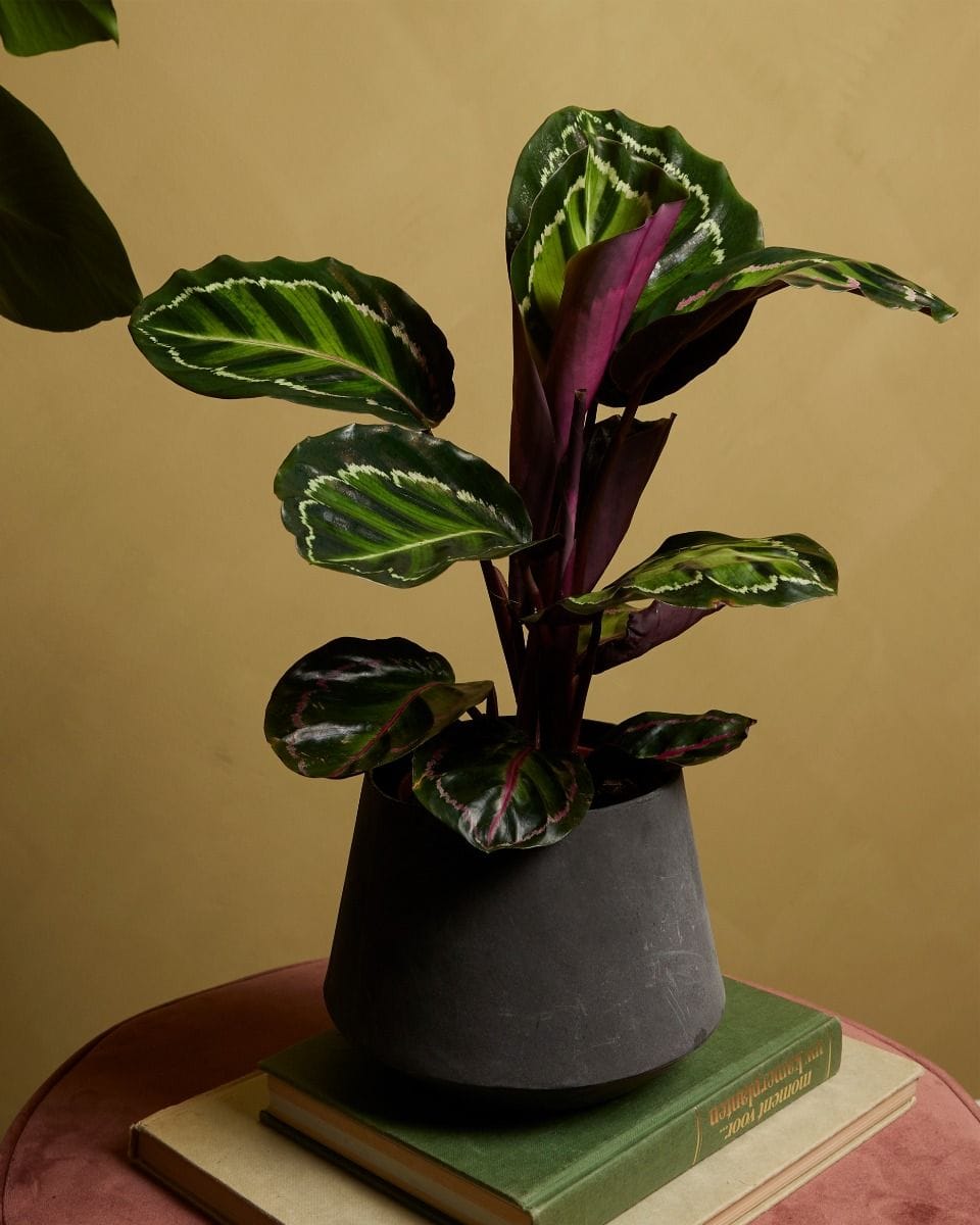 Calathea Prayer Plant Roseopicta