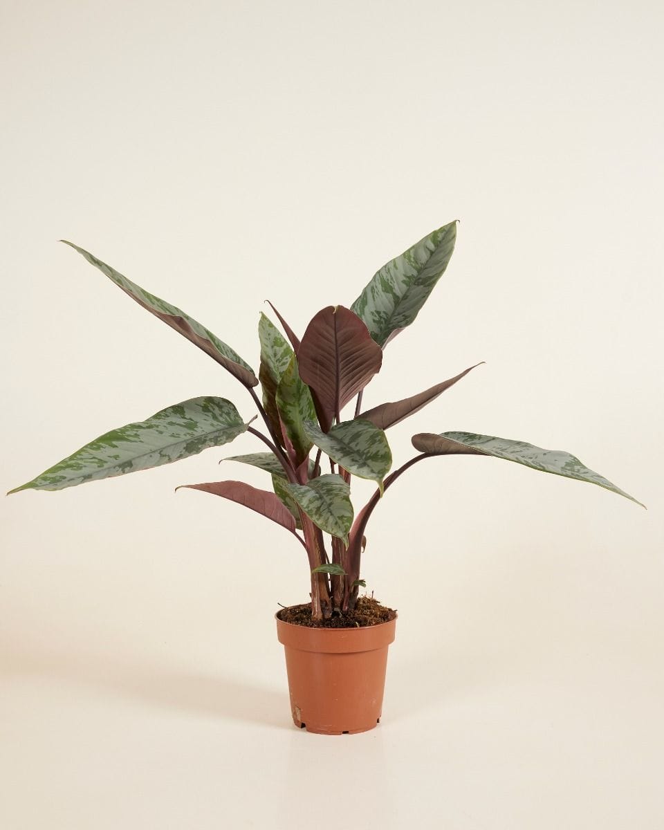 Apoballis Acuminatissima