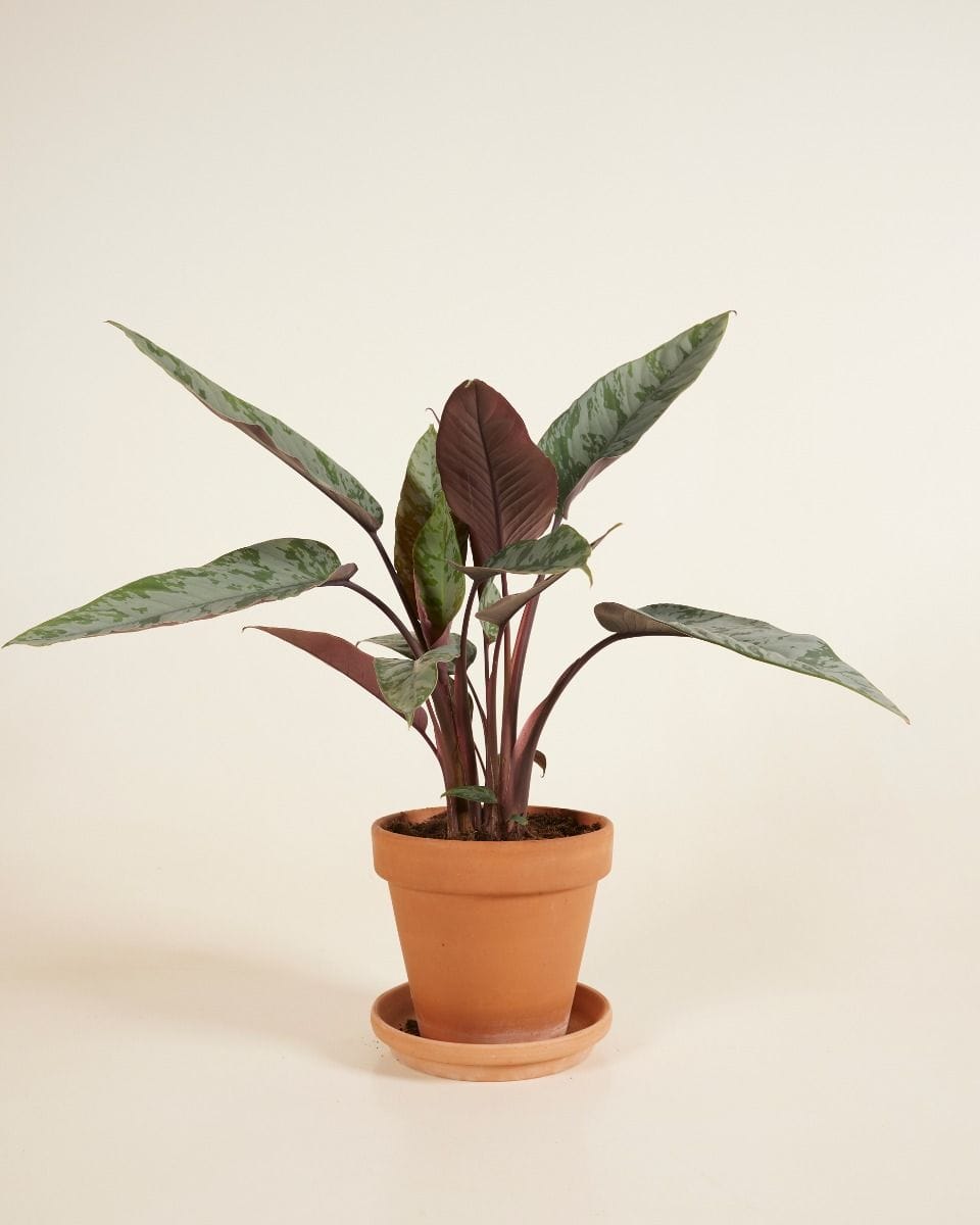 Apoballis Acuminatissima