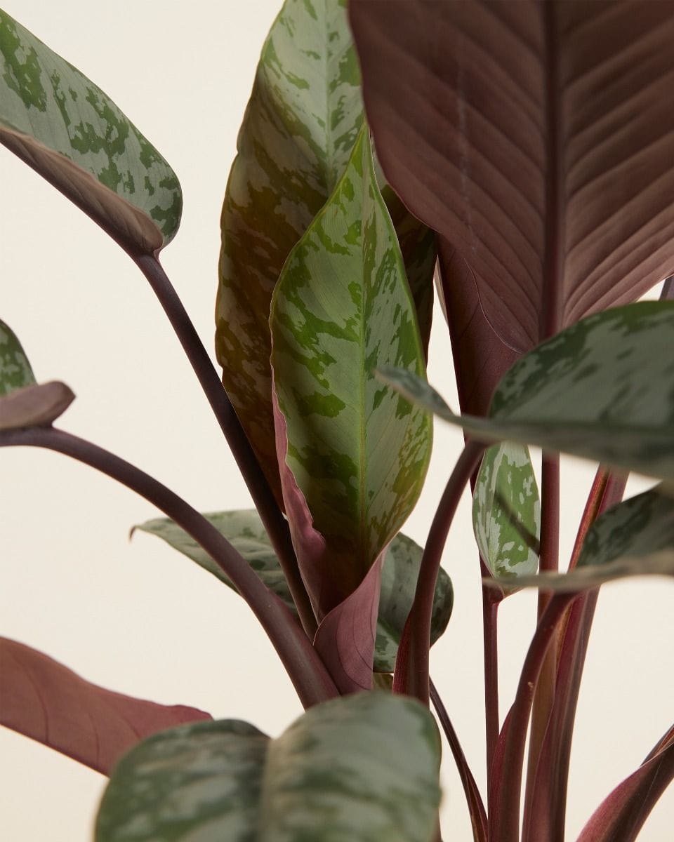Apoballis Acuminatissima
