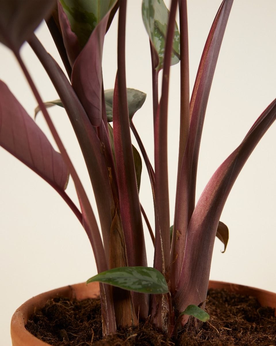 Apoballis Acuminatissima