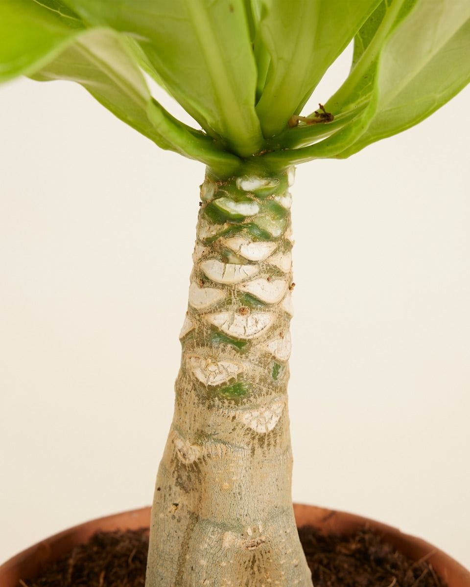Brighamia Hawaii Palm Insignis