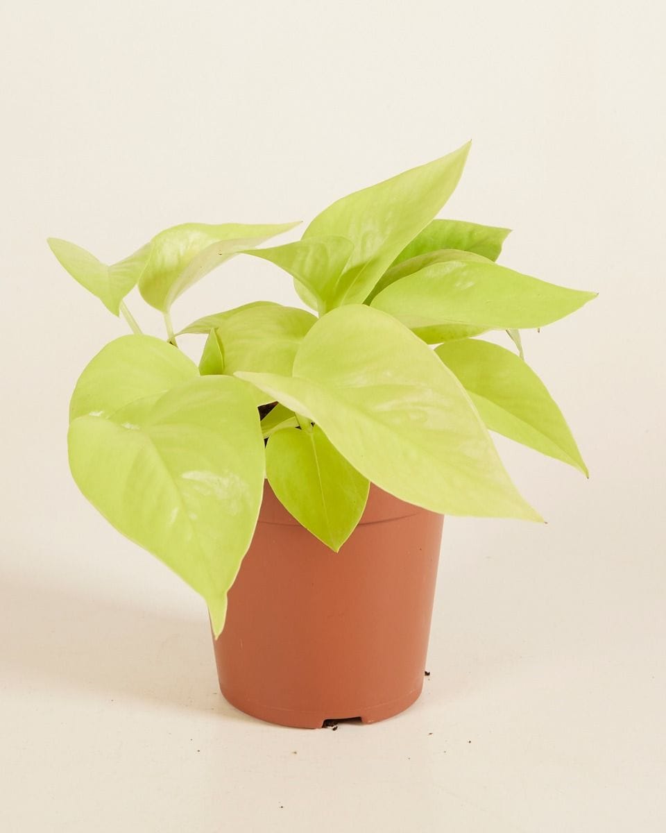 Epipremnum Neon