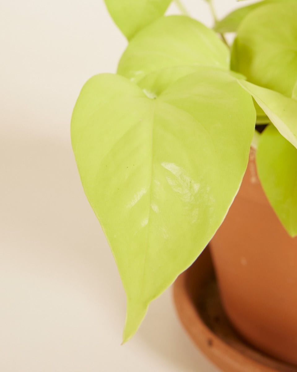 Epipremnum Neon