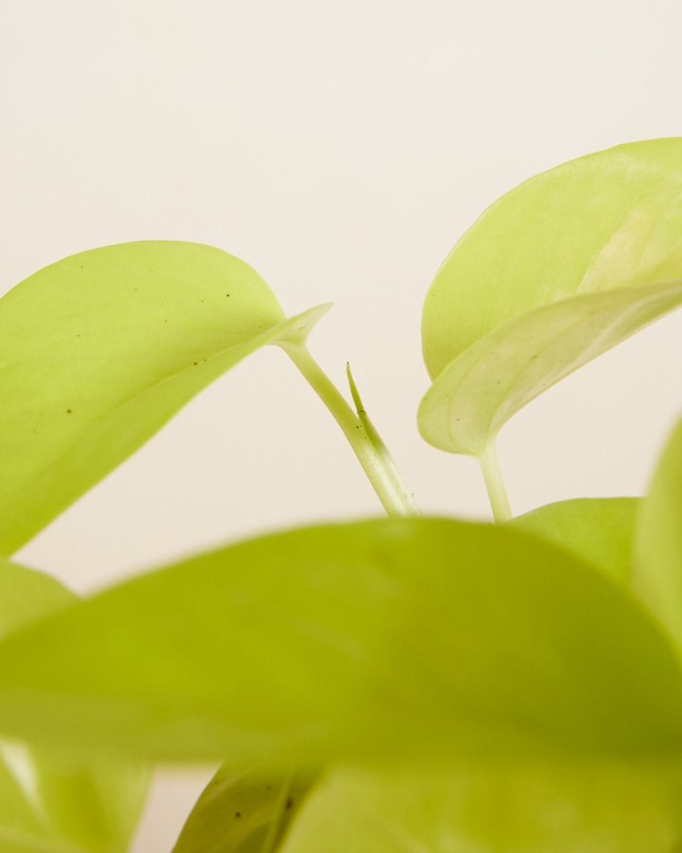 Epipremnum Neon