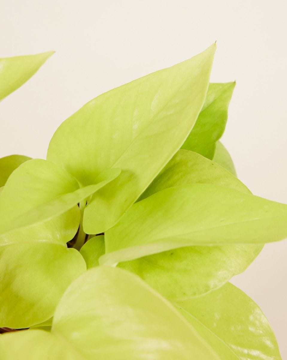 Epipremnum Neon