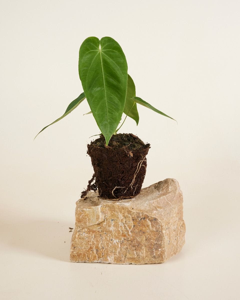 Anthurium Queremalense
