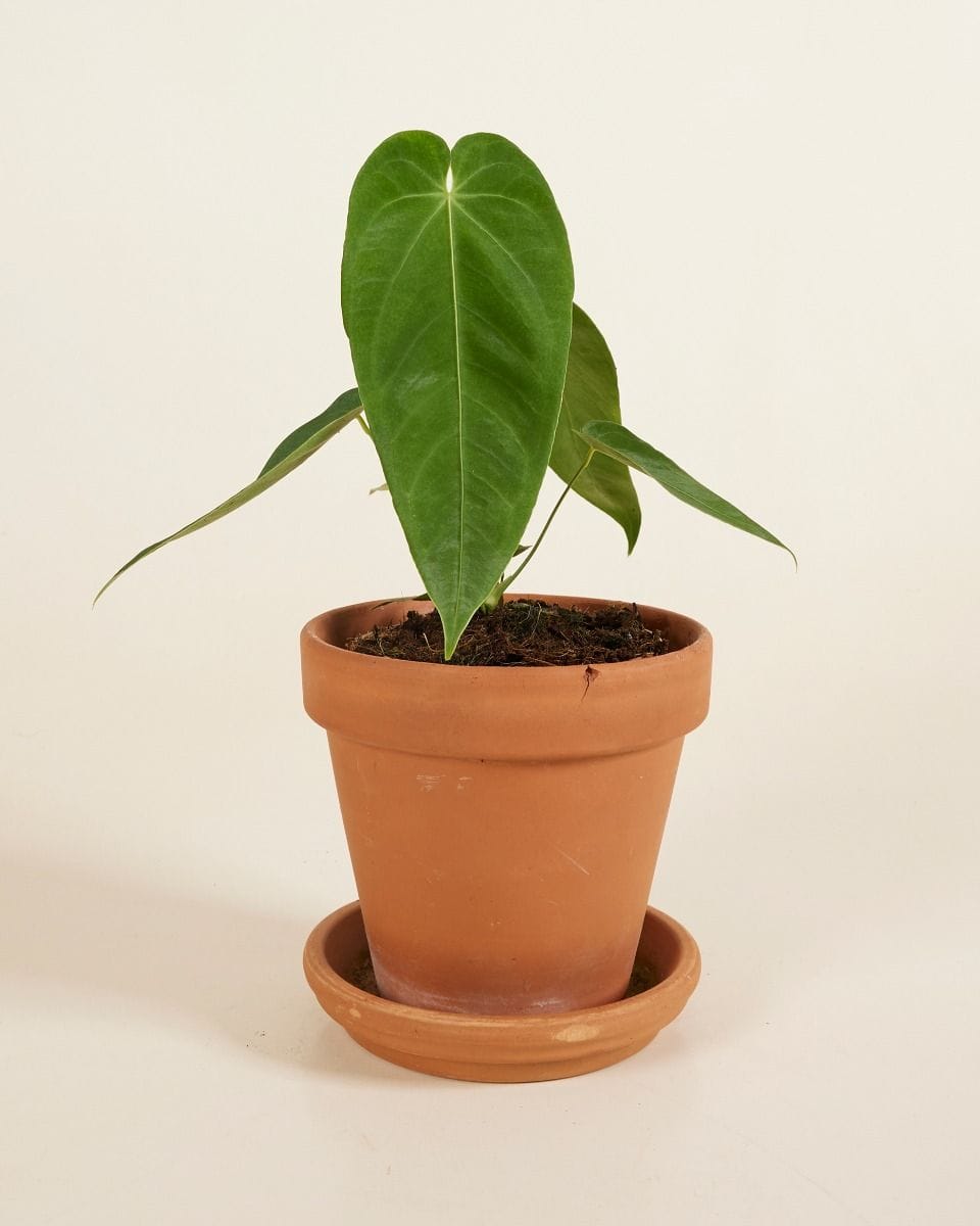 Anthurium Queremalense