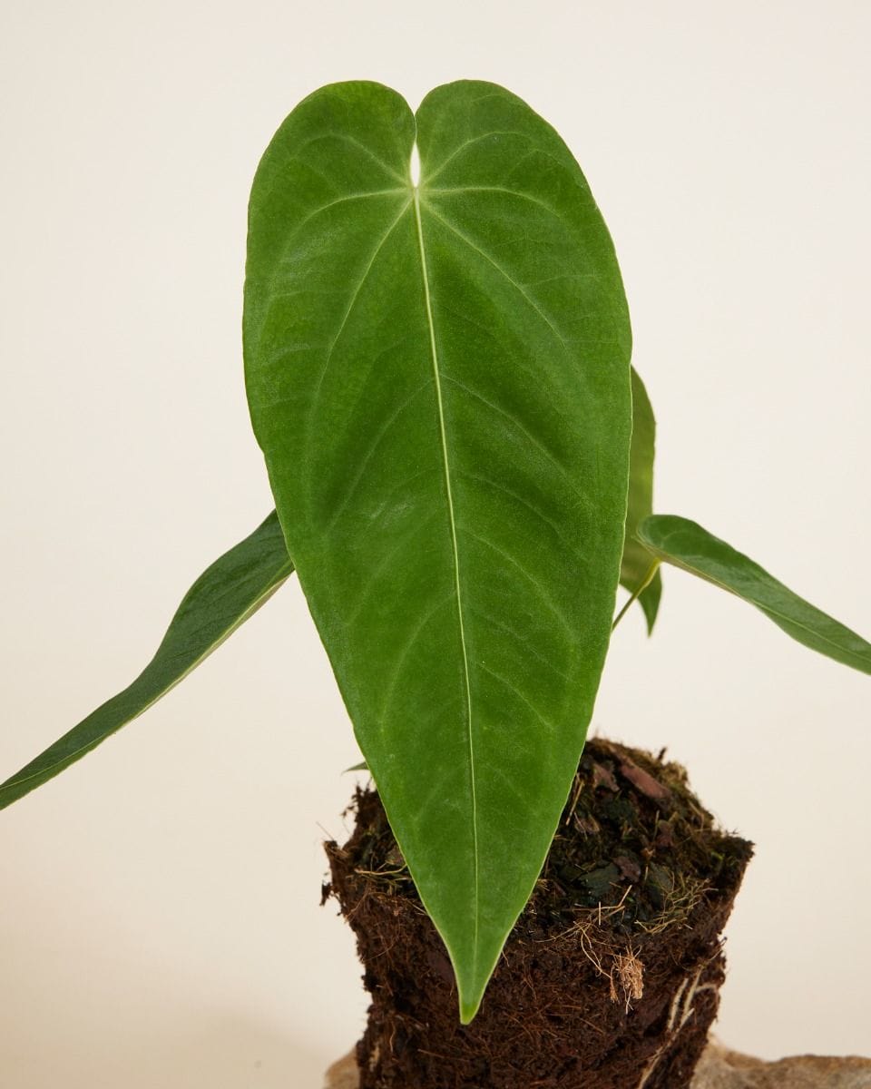 Anthurium Queremalense