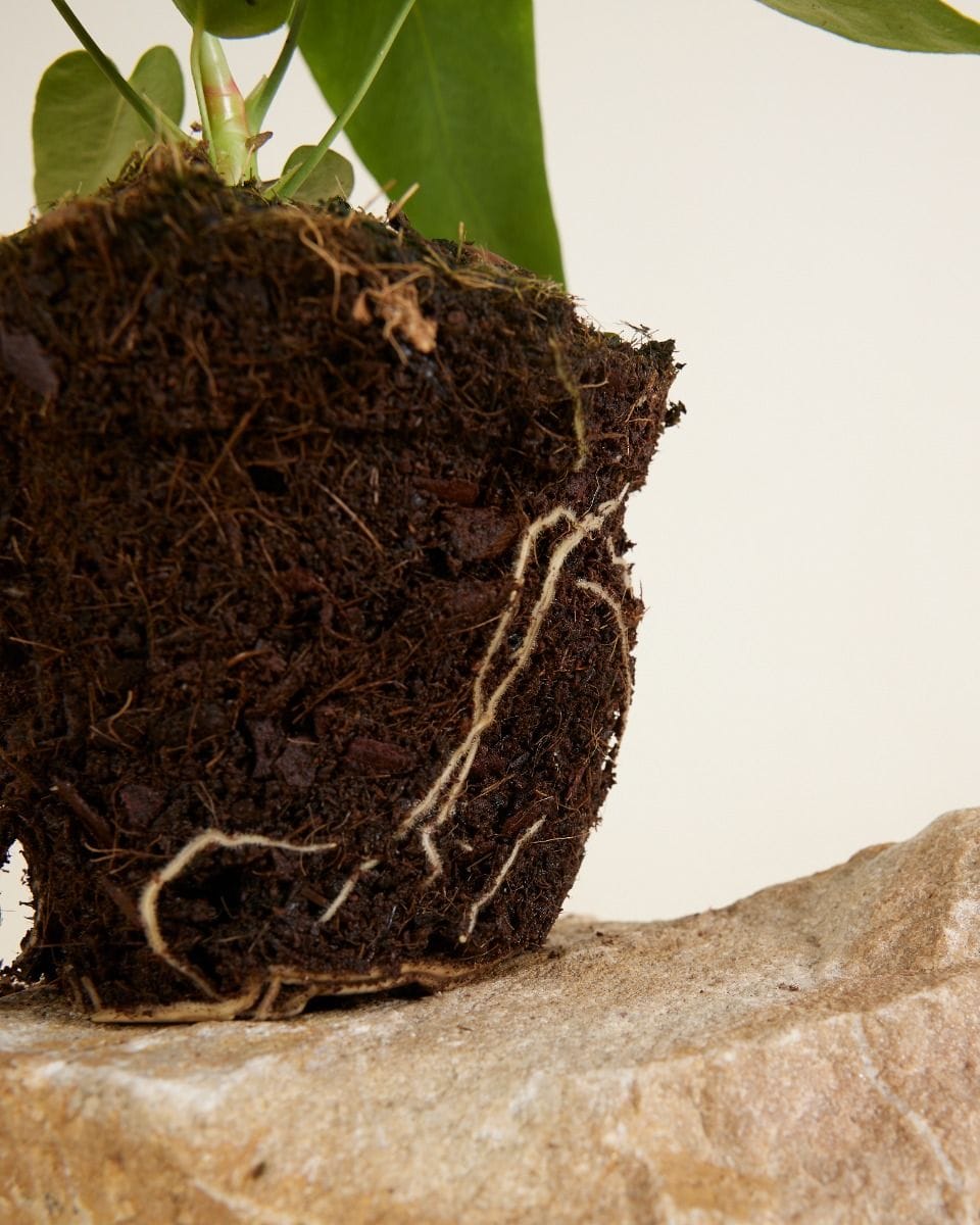 Anthurium Queremalense