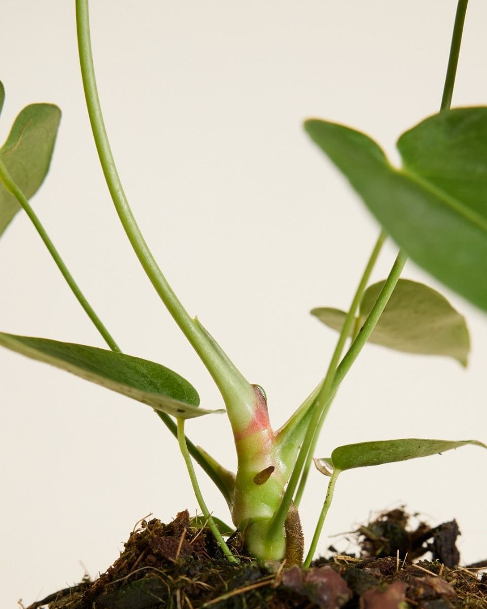 Anthurium Queremalense
