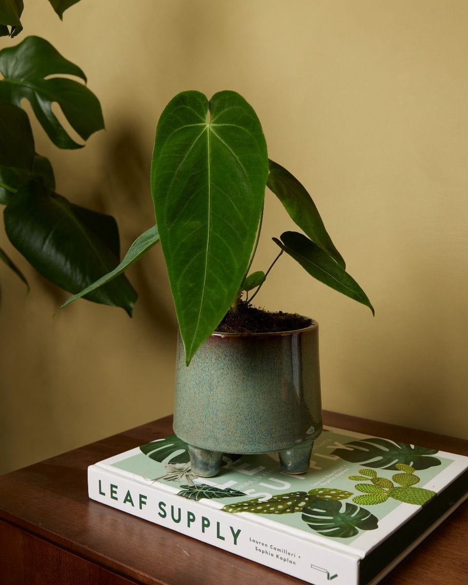 Anthurium Queremalense