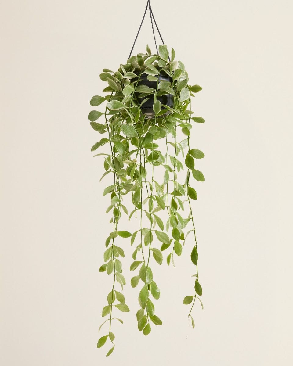 Dischidia Oinantha Variegata