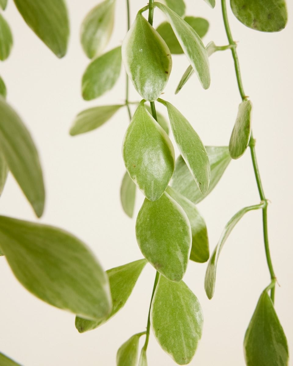 Dischidia Oinantha Variegata