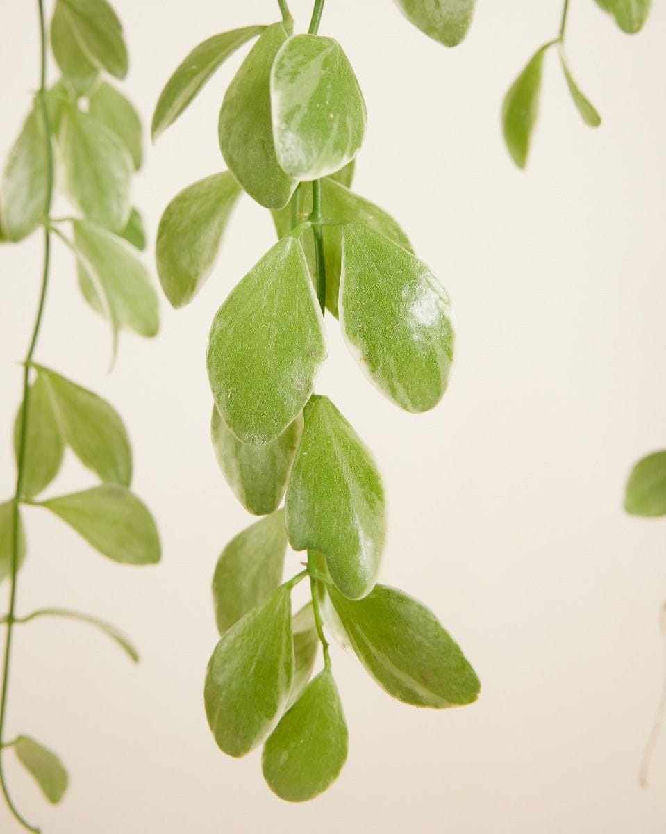 Dischidia Oinantha Variegata