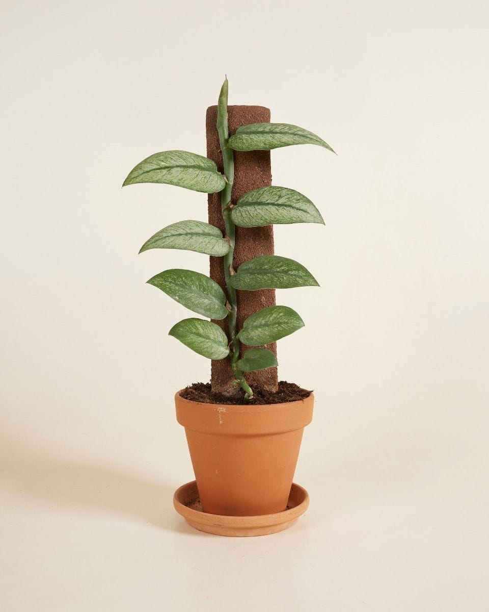 Rhaphidophora Hongkongensis Variegata