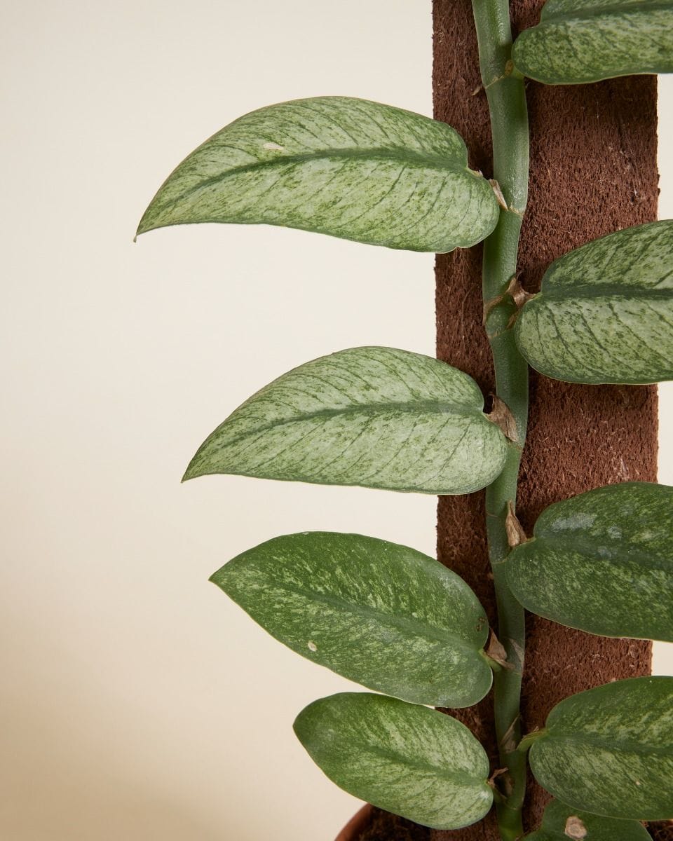 Rhaphidophora Hongkongensis Variegata