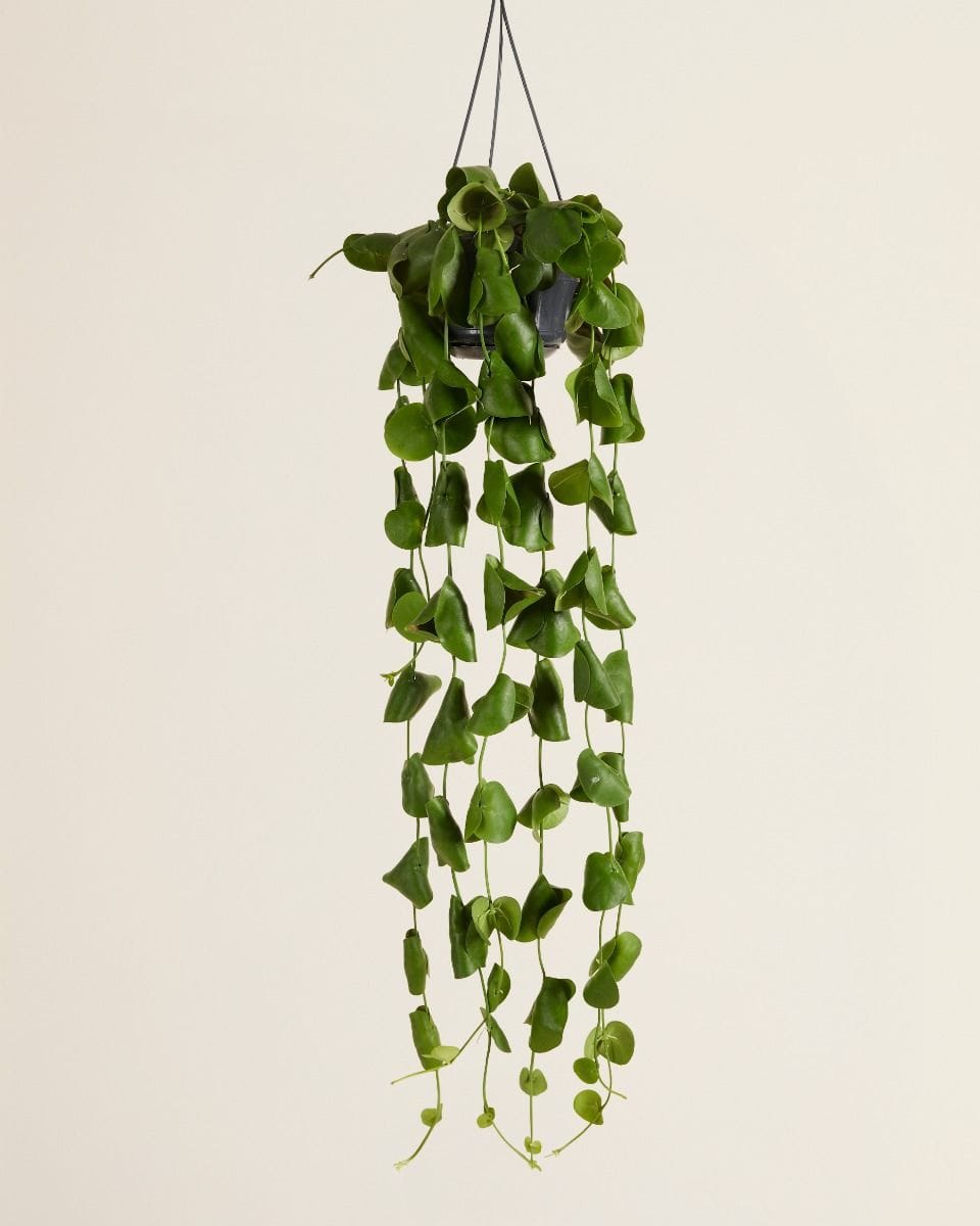 Dischidia Platyphylla