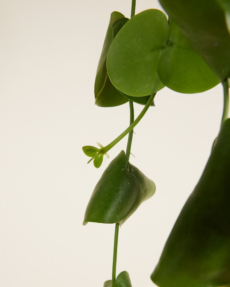Dischidia Platyphylla