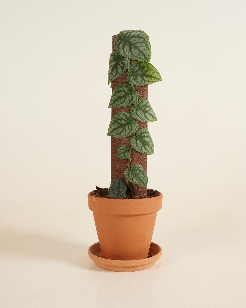 Monstera Dubia