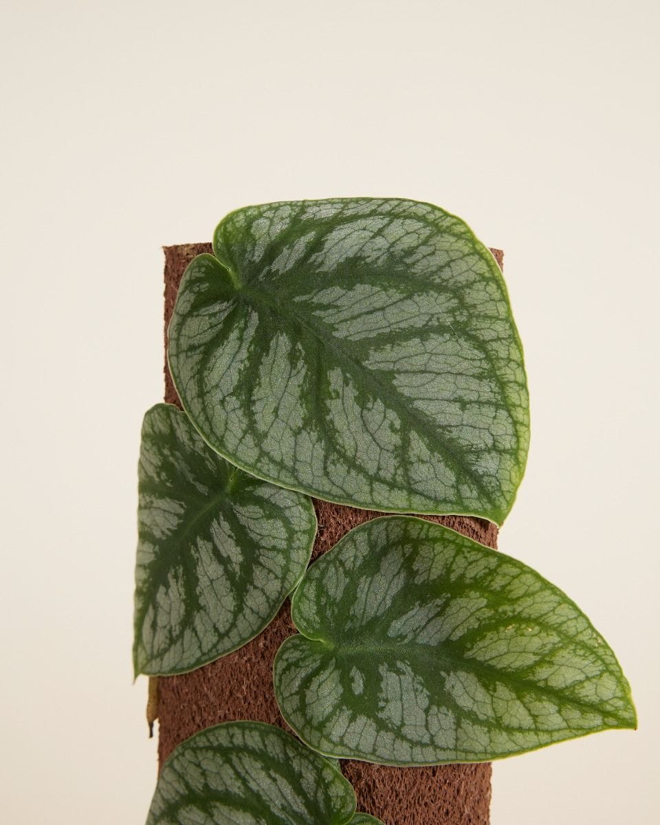 Monstera Dubia